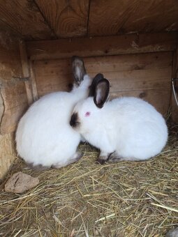 Kalifornský králík - 2