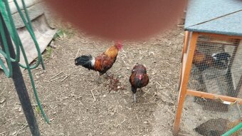 Prodám 1 x kohouta české zlaté kropenky, 3 x.araukany - 2