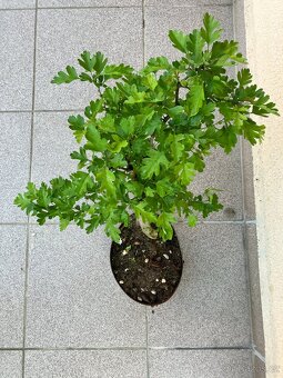 Bonsai, Bonsaj, jamadori, hloh - 2