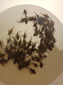 Hypancistrus L340 - 2