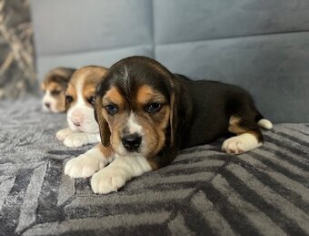 Štěňata bígl, štěně beagle tricolor (1xrezervace) - 2