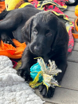 flat coated retriever - 2