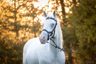 Valach appaloosa - 2