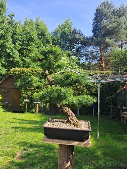 Bonsaj,bonsai Modřín - 2