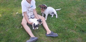 Štěňata Jack Russell Teriér - 2