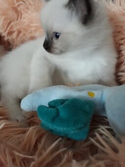 Ragdoll koťátka s PP - 2