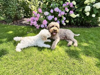 Lagotto Romagnolo (Italský vodní pes) s PP - 2