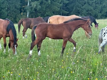 Hřebeček po Kannthago - 2