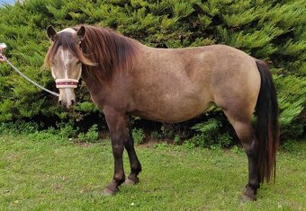 WPBr plavá tříletá kobylka - 2