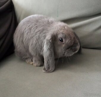 Zakrslý beránek králíček - 2