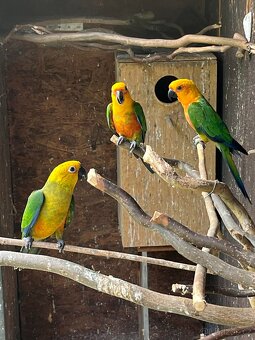 ARATINGA SLUNEČNÍ JENDAJ - 2