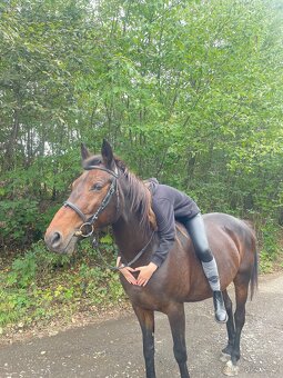 Kobyla na prodej - 2