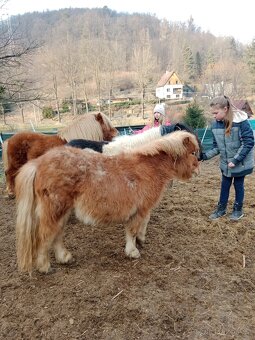 shetland pony s PP - 2