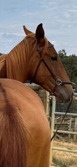 Lusitsno hřebec PSL z ověřeného spojení - 2