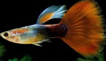 Endlerky & Paví očka mix - 2