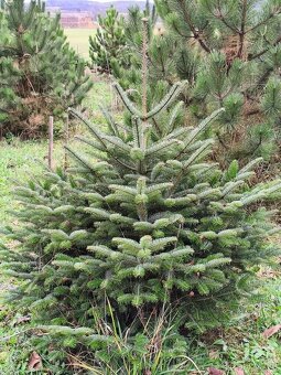 Vánoční stromek - čerstvý - 2