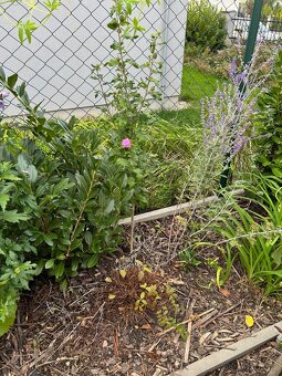 ibišek syrský - venkovní - vzrostlá rostlina cca 150 cm - 2