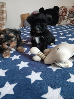 Jorksirsky terier - 2