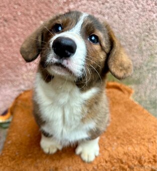 Welsh Corgi cardigan s PP - 2