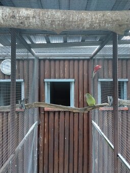 Papoušek nádherný - 2