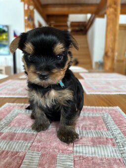 Jorkšírský teriér s PP - 2