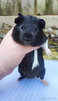 Samečci morčat - 2