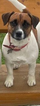 Jack Russell Terier s PP - 2