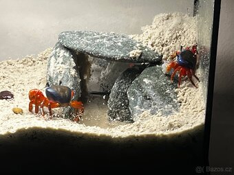 Krab Suchozemský - 2