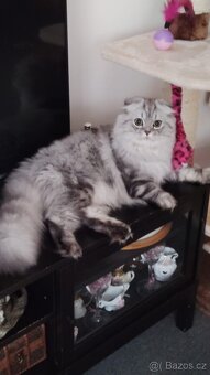 Britský kocour ke krytí 😻 - 2