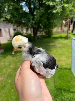 Holanďanka - 2