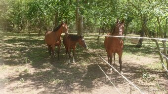 ustájení paddock paradise, Kralupy nad Vltavou, D8 Exit 8 - 2