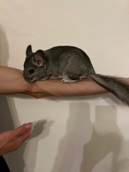 Činčila vlnatá - 2