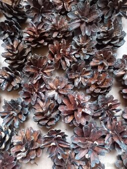 Šišky na tvoření a na dekorace - 2