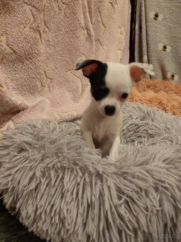 Čivava štěňátko s PP - 2