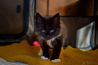 Mainská mývalí bez p.p. - 2