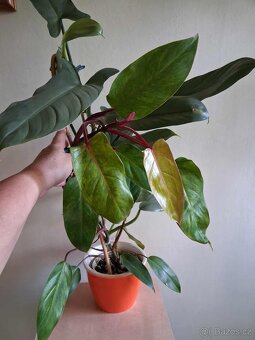 Philodendron 2ks - 2