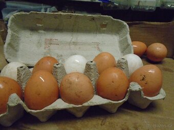 Domácí Bio vejce - 2