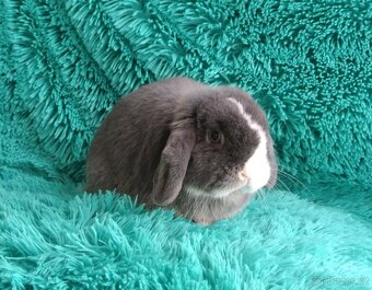 minilop - beránci - 2