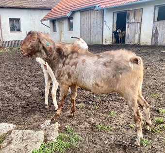 Anglonubijský kozel s POP k připuštěni - 2