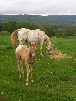 Appaloosa/Quarter horse - 2