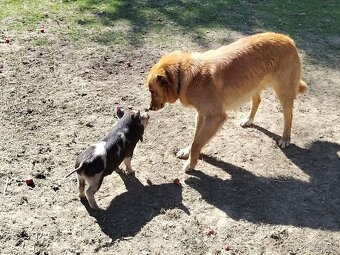 Kune Kune - 2