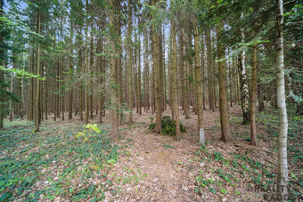 Prodej lesa, 1313m2, Holetín - 2