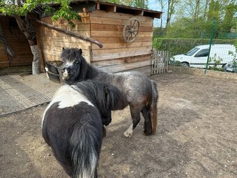 Minihorse - 2