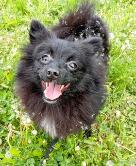 Pomeranian/ malý německý špic, fenečka. - 2