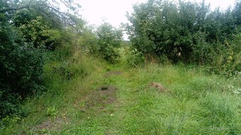 zahrada 6000 m2 - 2