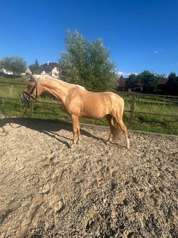 Pony do sportu - 2