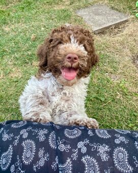 Lagotto romagnolo s PP - 2