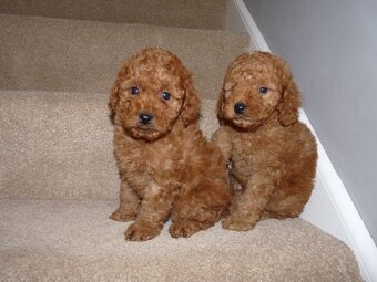 Maltipoo - 2
