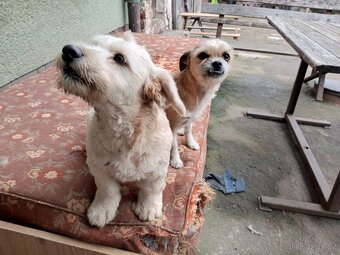 Kříženec lhasa apso ×jezevčík - 2