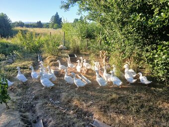 Kachna pekingská - 2